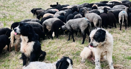Az ivartalanítással elveszhetnek a pásztorkutyák